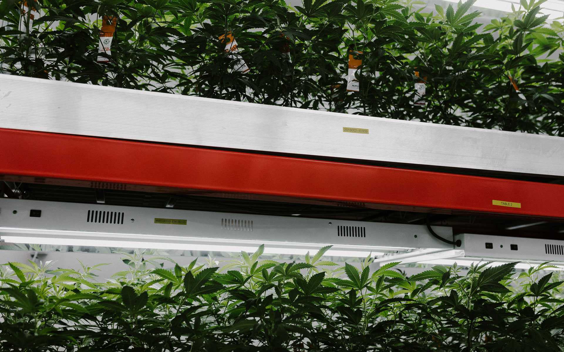 Highland grow