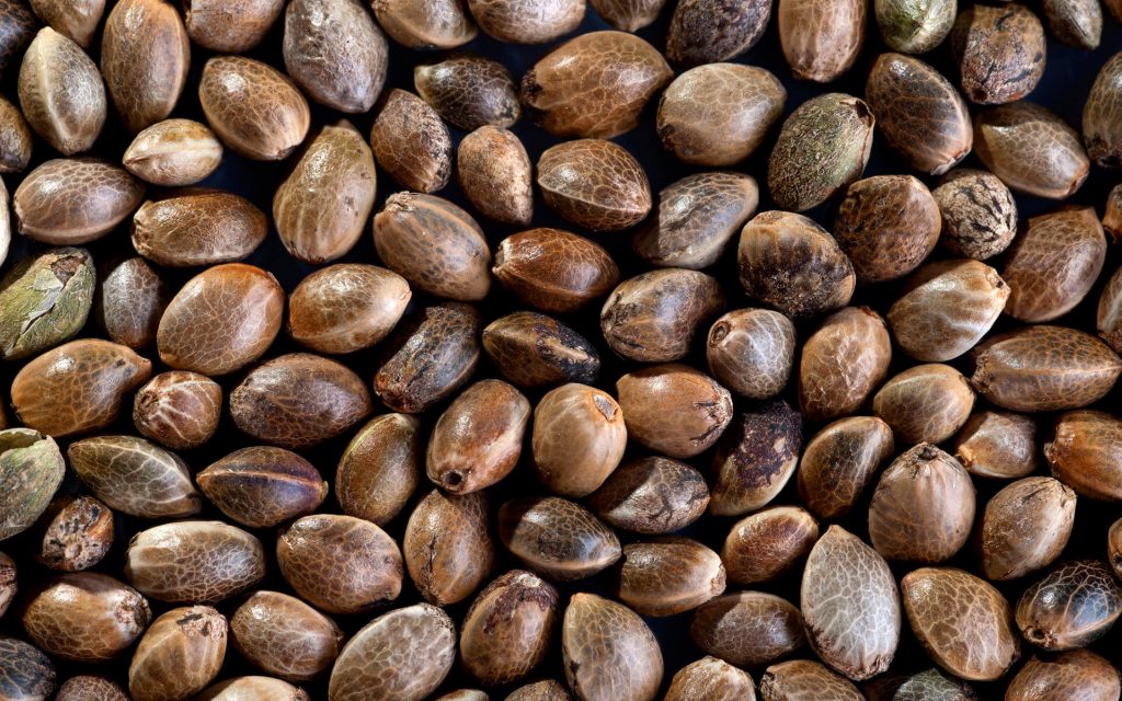 hemp seeds