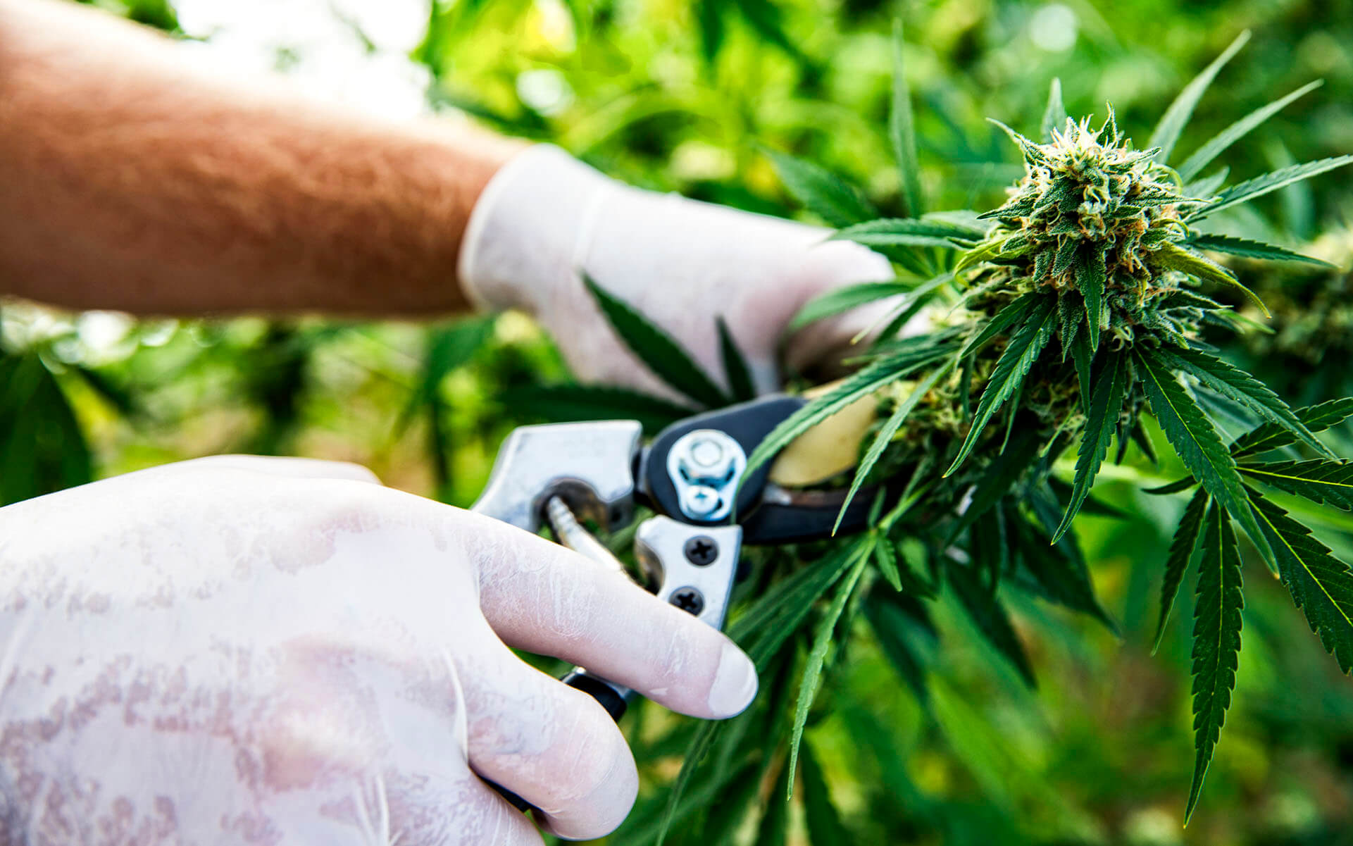 cannabis harvesting