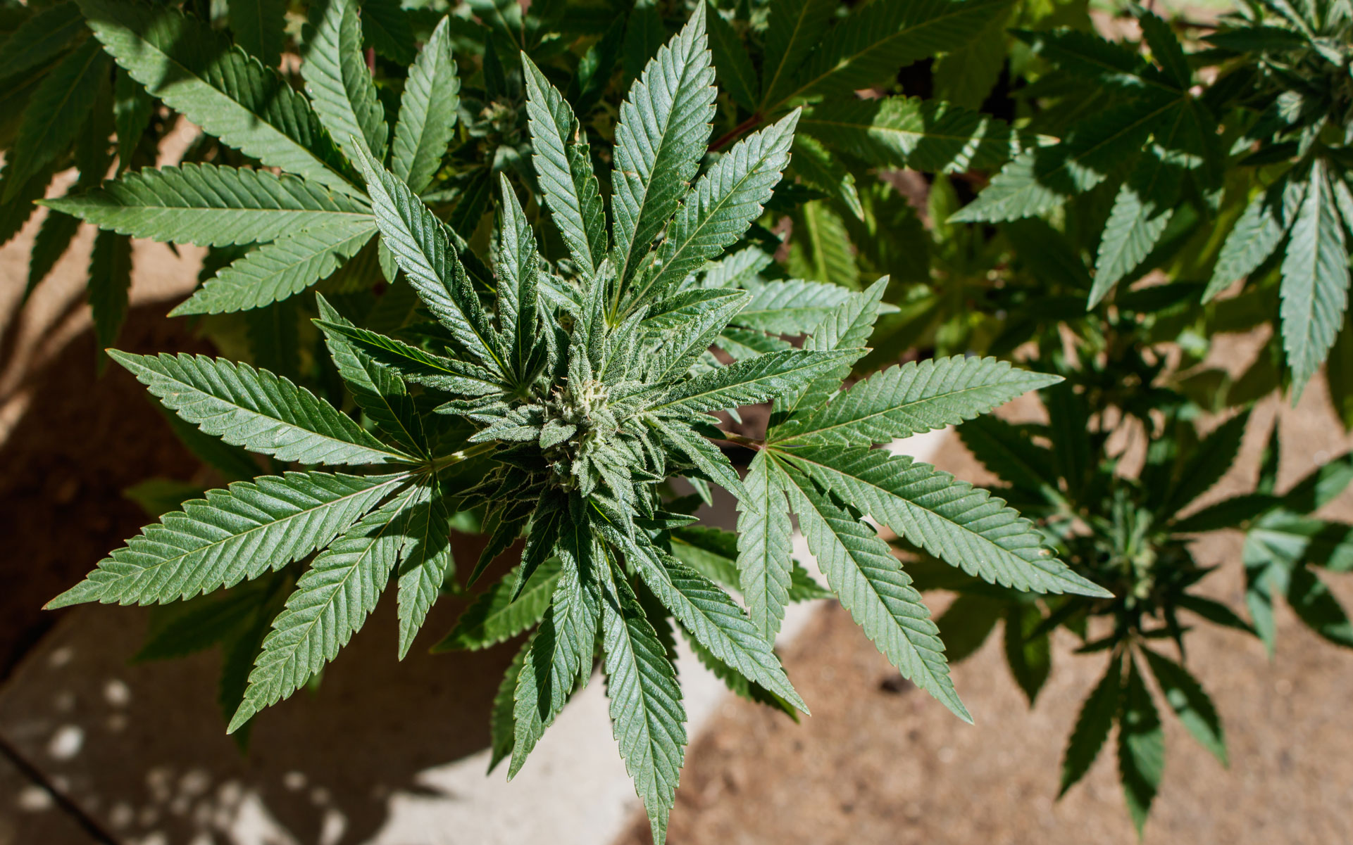 Hemp CBD