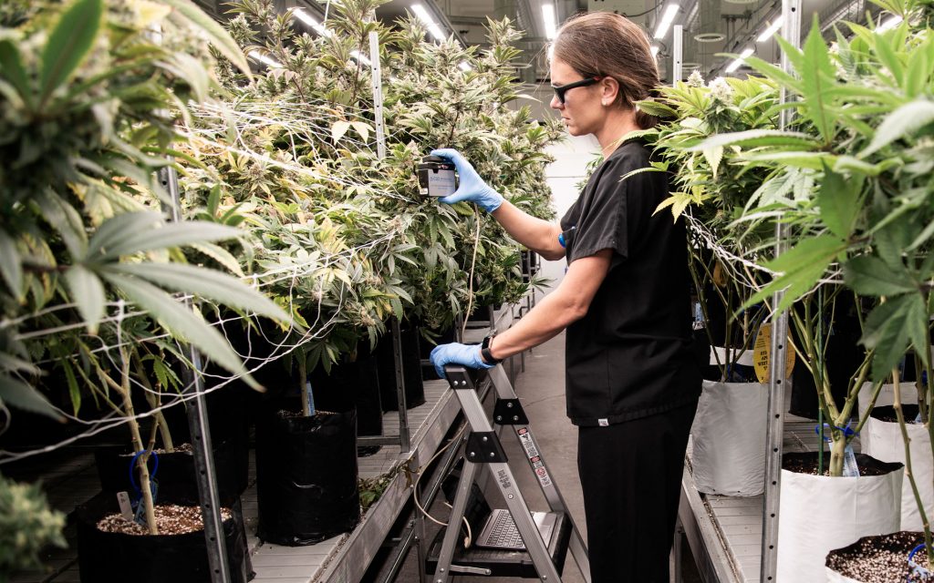 Rx Green cannabis grow with researcher