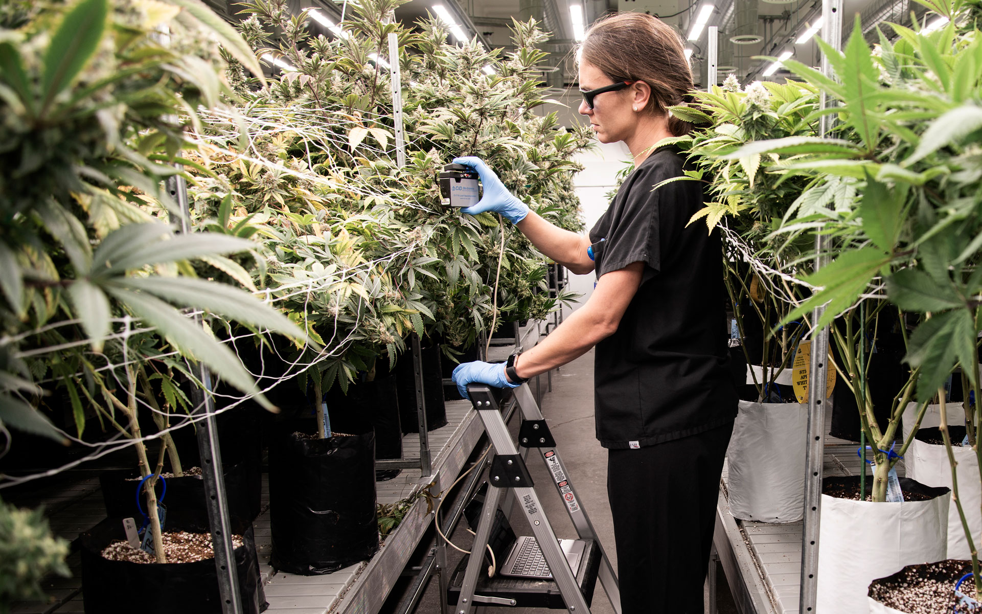 Rx Green cannabis grow with researcher