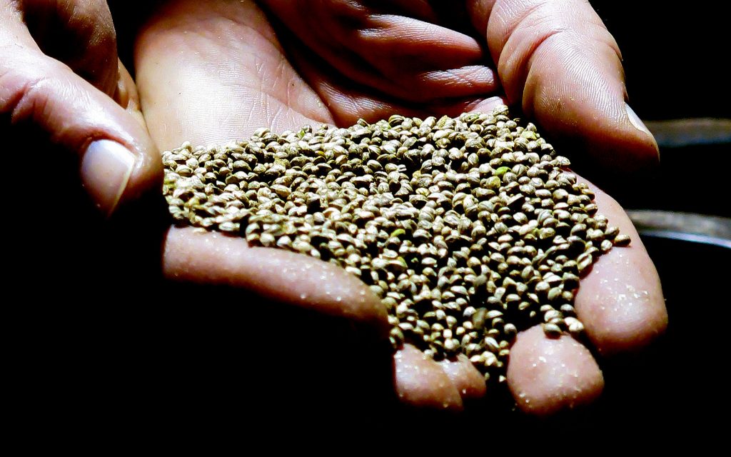 hemp seed certification header