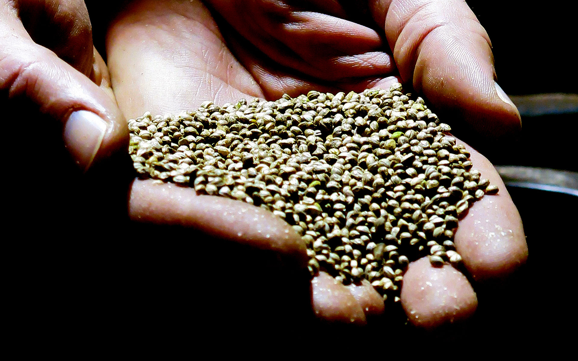 hemp seed certification header