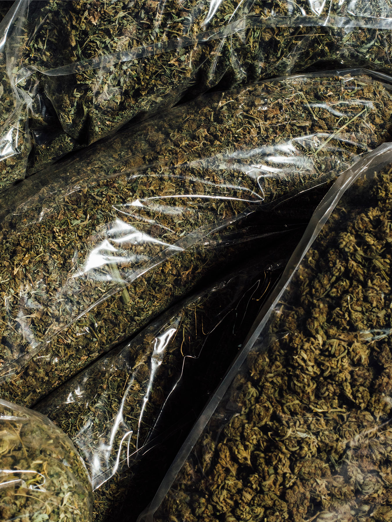 extraction, cannabis concentrate, marijuana concentrate