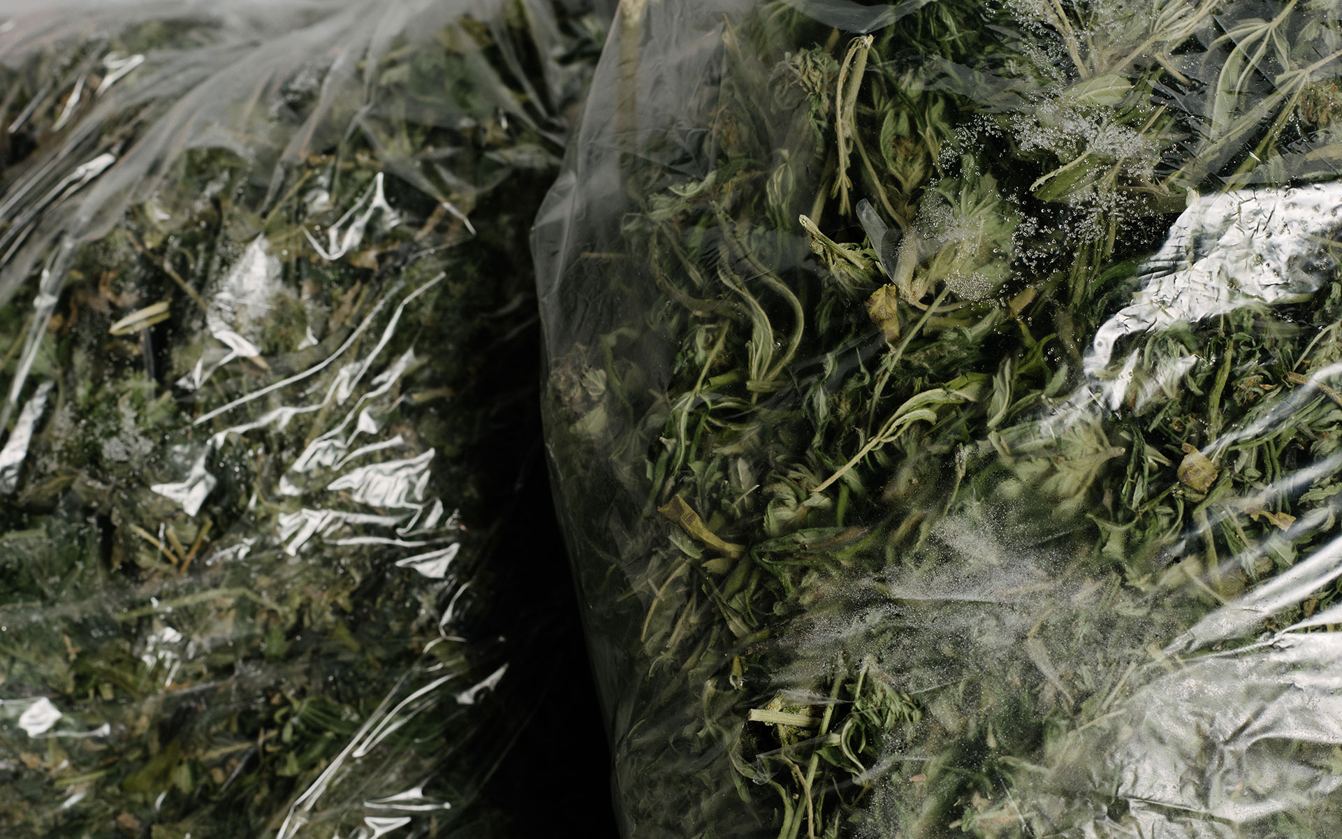 trim run, extraction, cannabis concentrate, marijuana concentrate