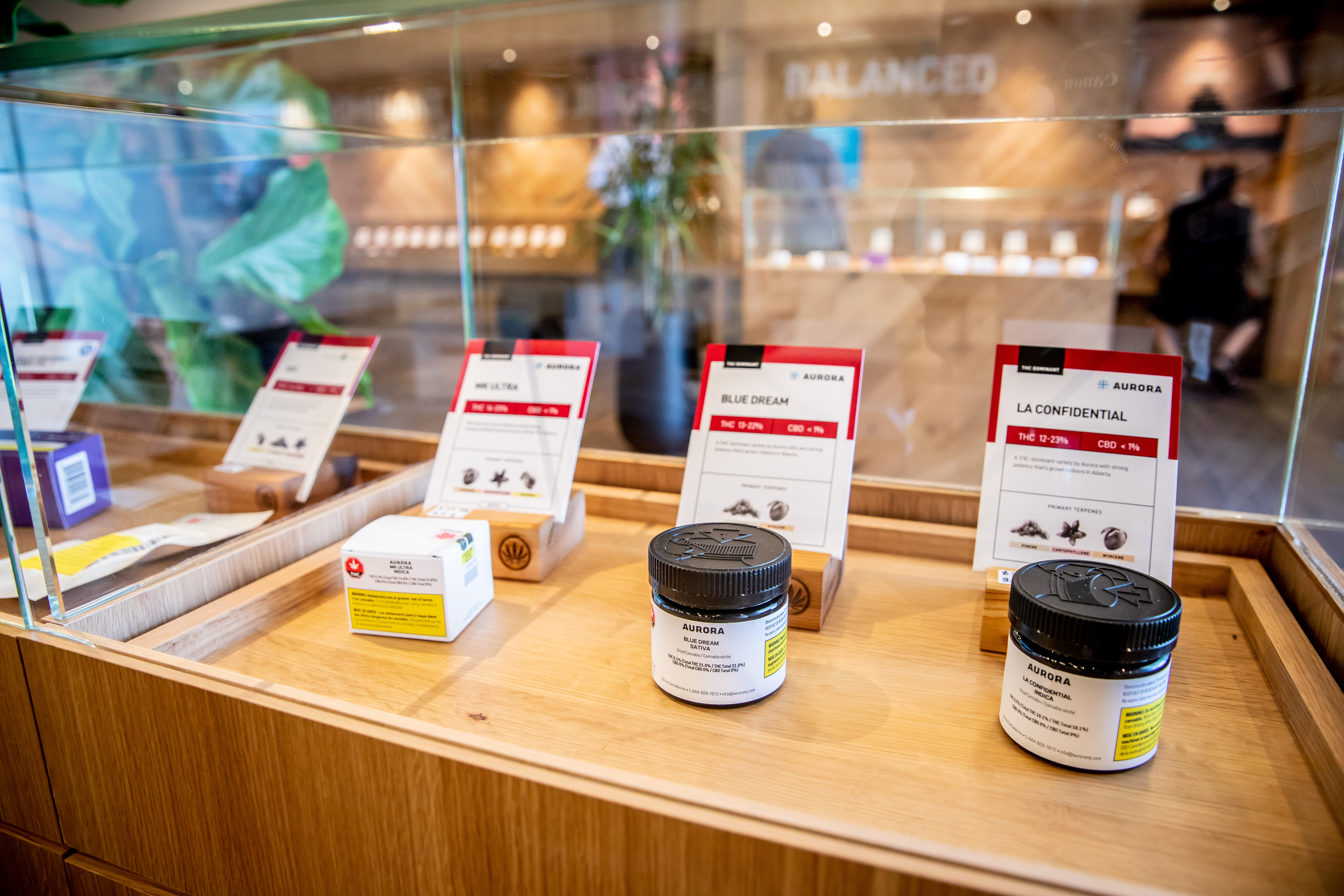 aurora cannabis choom retail display
