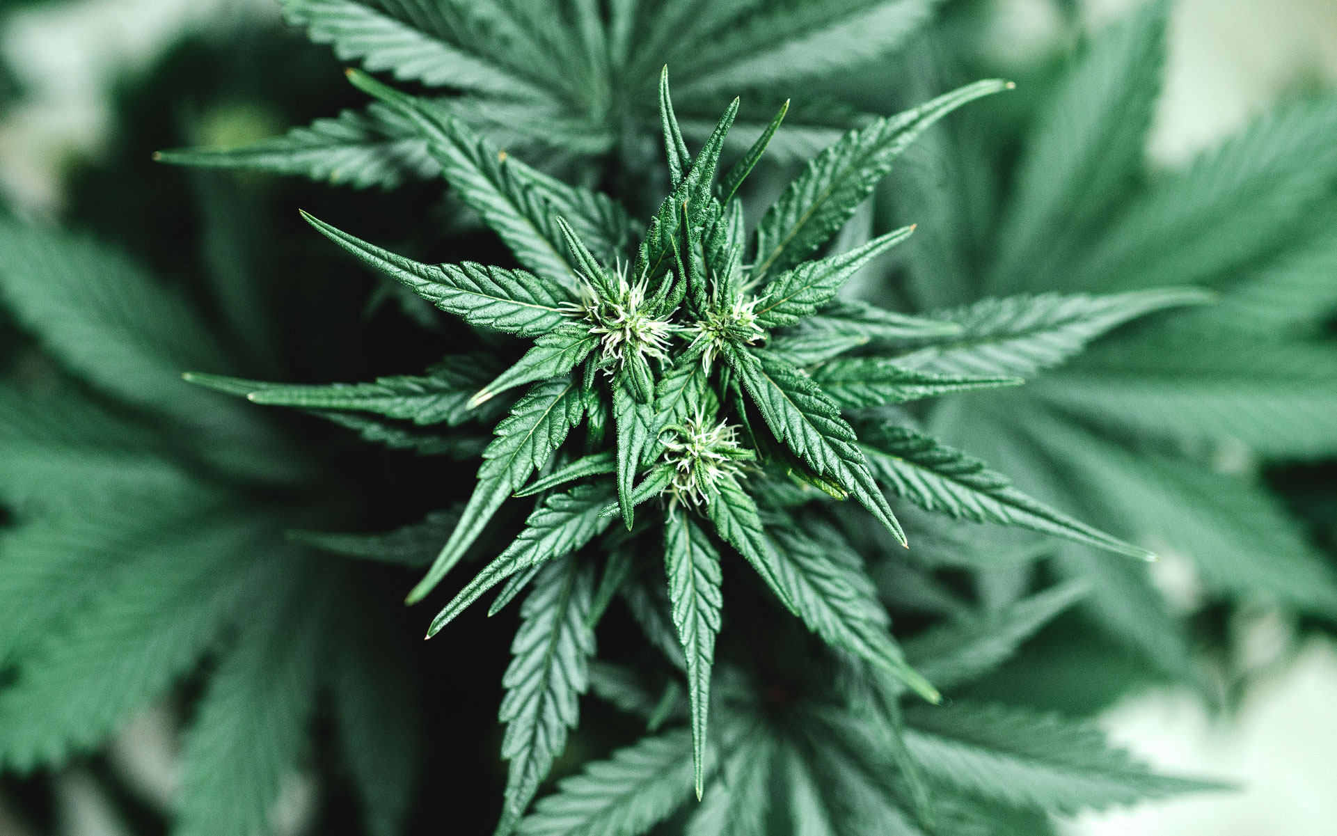 cannabis plant