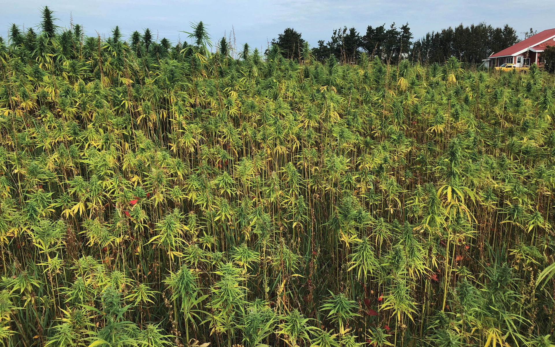 Many hemp fields grow plants rich in terpenes