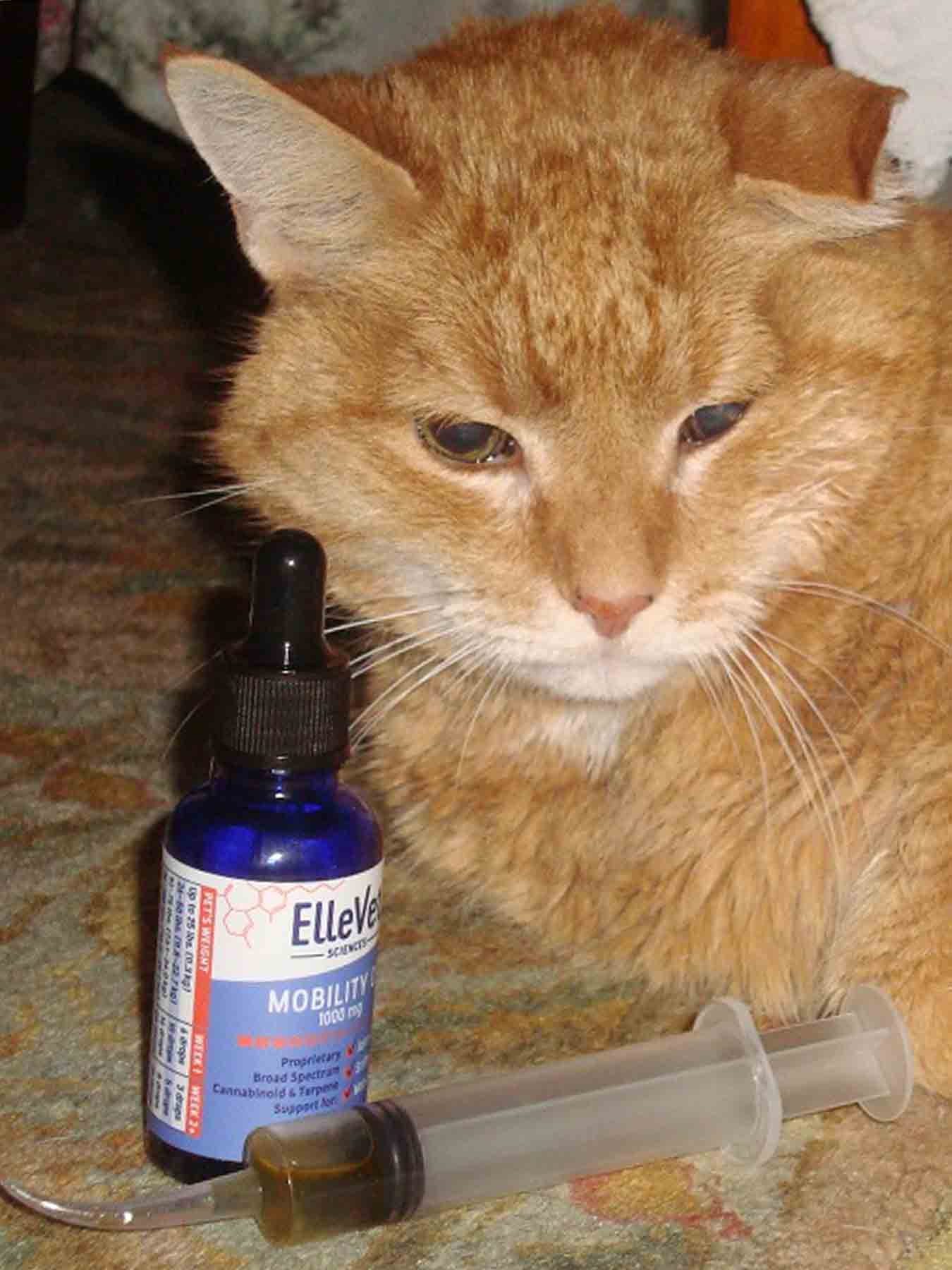 We Gave Maple The Cat Cbd For Seizures Here S What Happened 420 Teleport