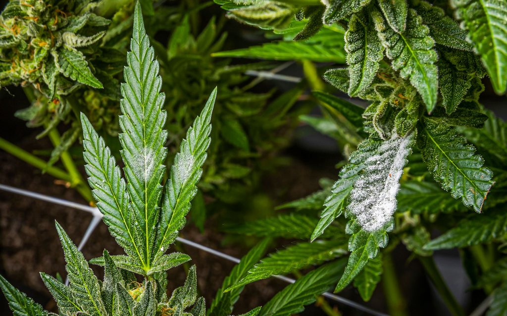 powdery mildew on cannabis