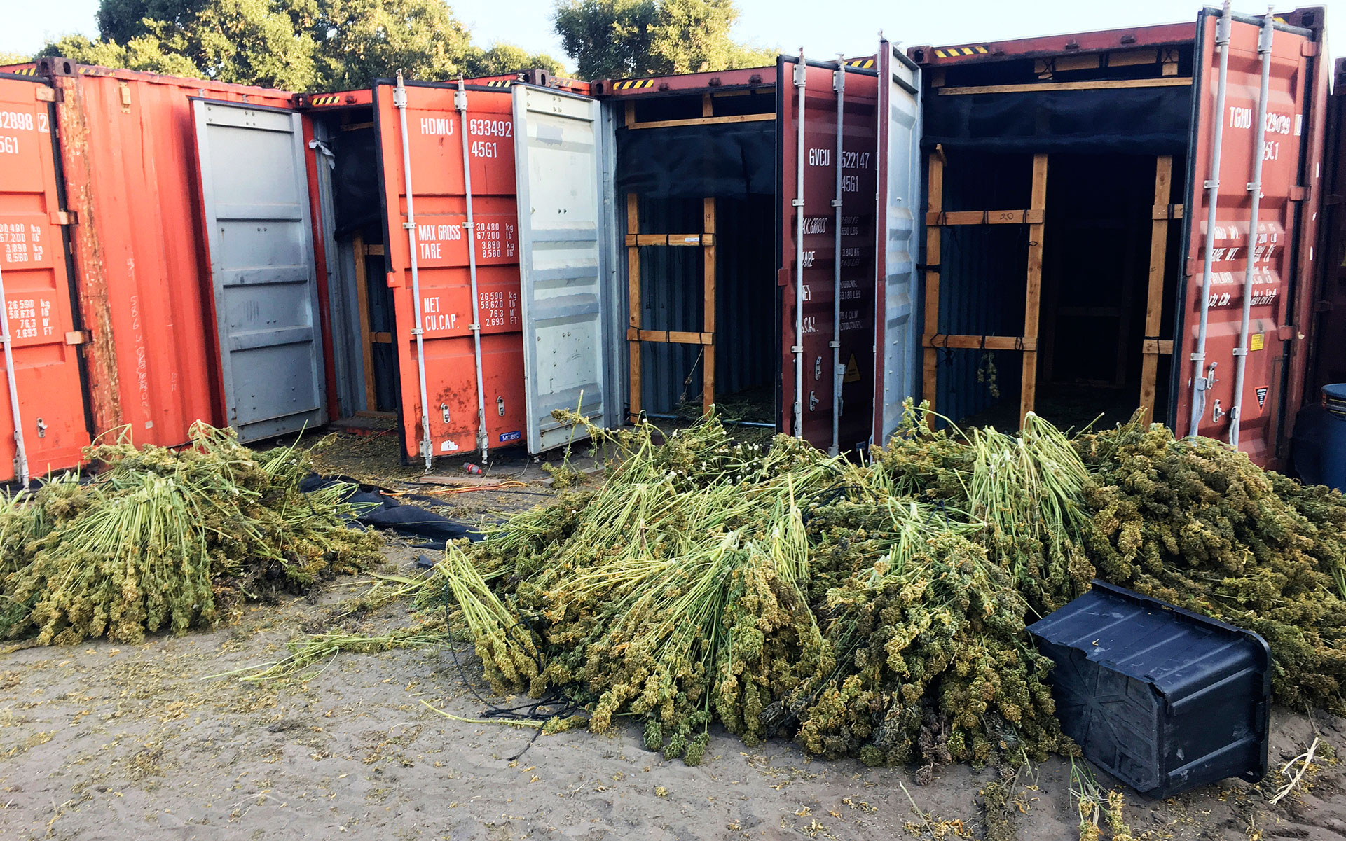 In this Tuesday, June 18, 2019, photo released by the Santa Barbara County Sheriff seized 20 tons of illegal cannabis in a four-day raid following a two-month investigation. The Santa Barbara County Sheriff's Office also destroyed 350,000 cannabis plants from the illegal grow outside Buellton, CA a city about 140 miles northwest of Los Angeles. (Santa Barbara County Sheriff via AP)