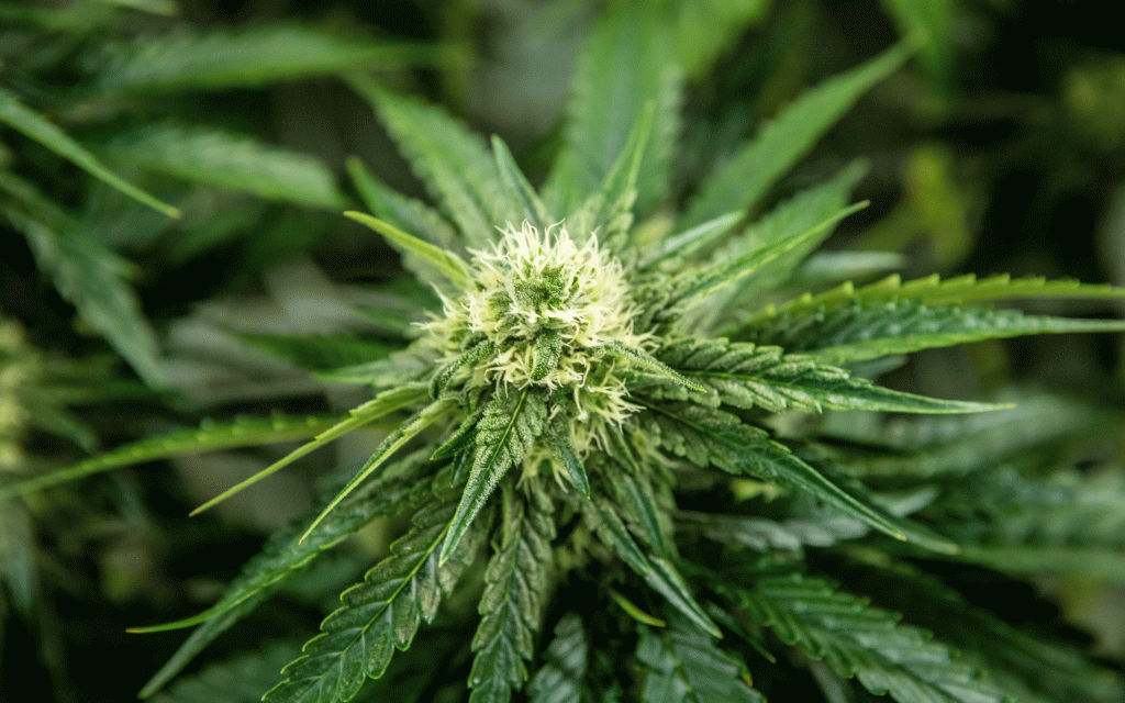 big cannabis bud sundial