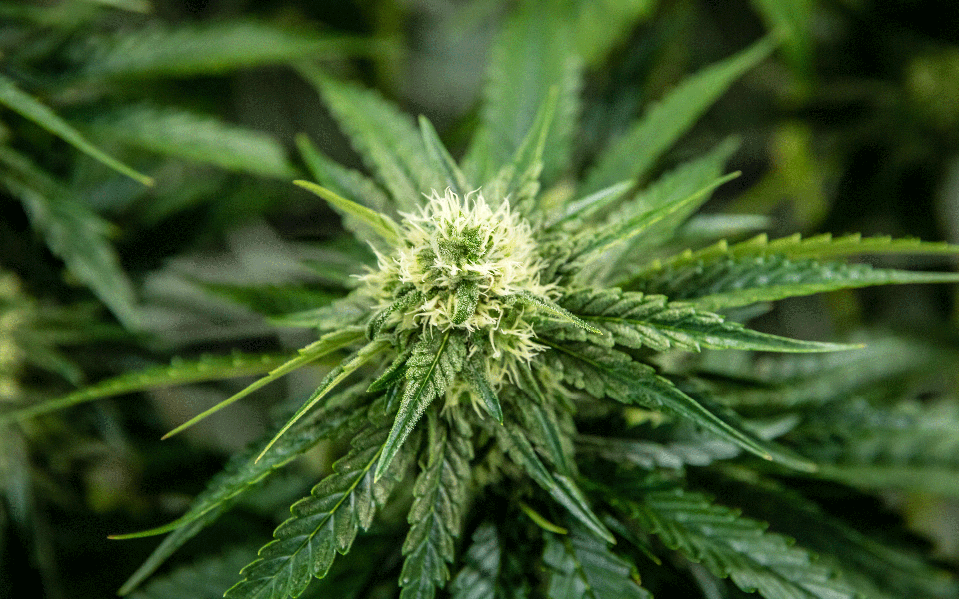 big cannabis bud sundial