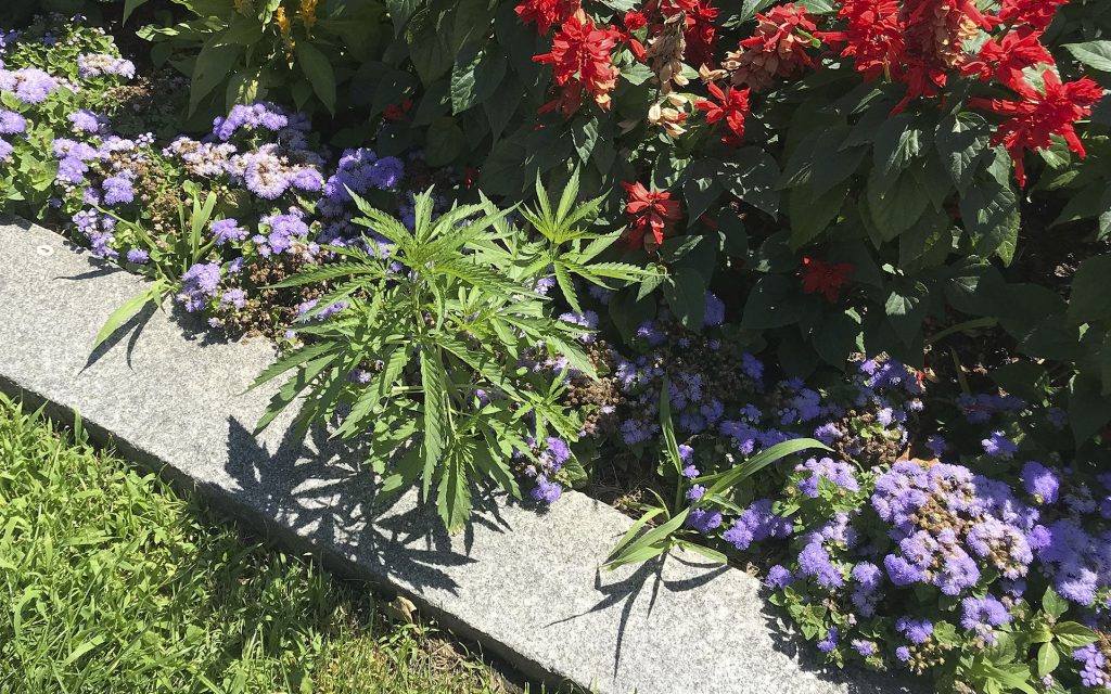vermont statehouse cannabis - header image