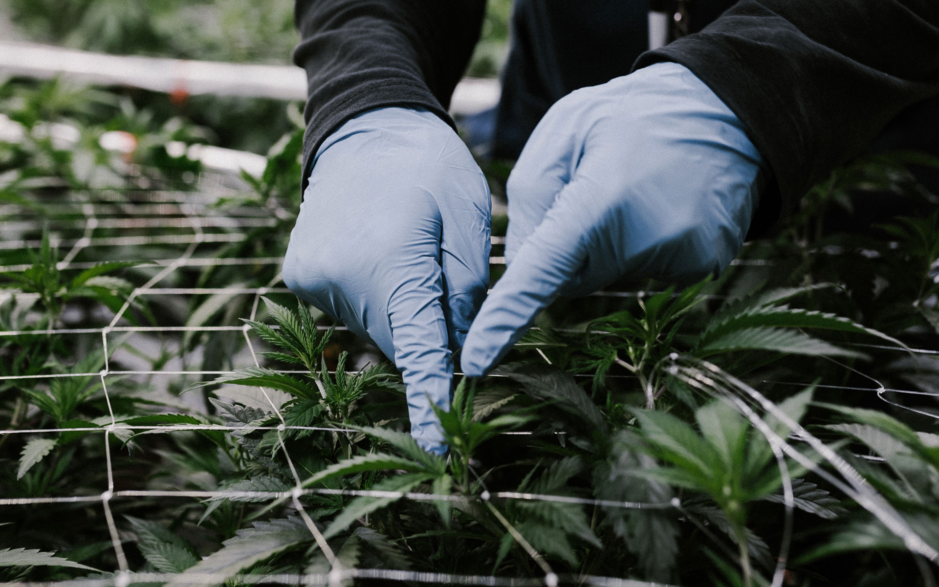highland grow