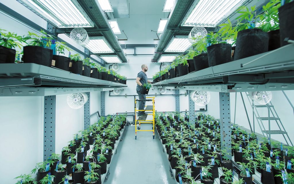 vertical growing, vertical farming, cannabis growing, growing marijuana