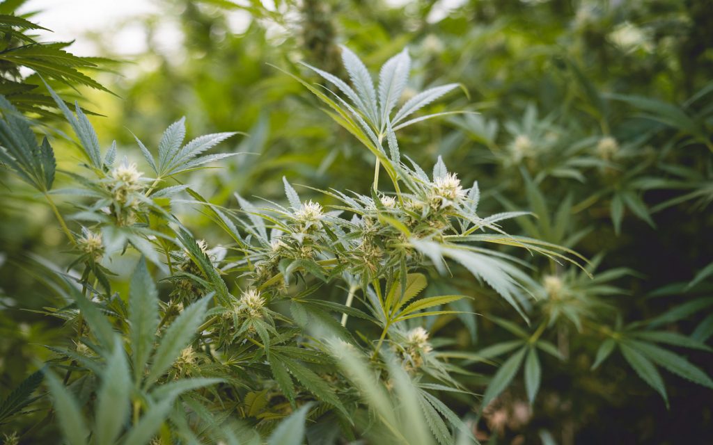 grow lab