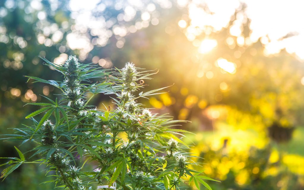 cannabis outdoor sun