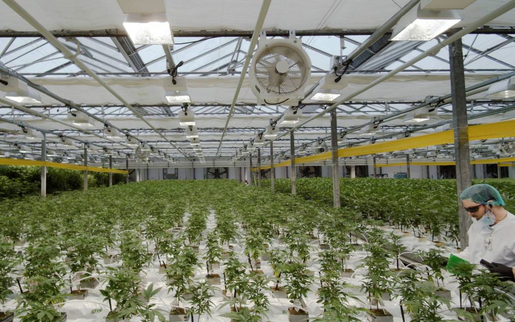 canntrust facility grow room