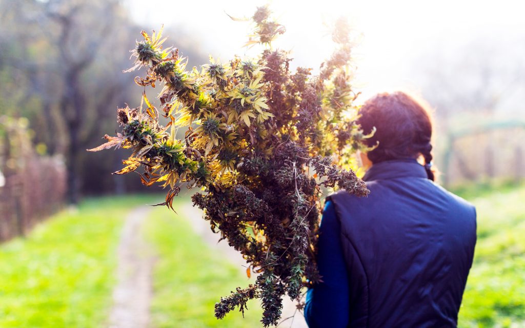 outdoor cannabis growing, outdoor marijuana harvest, harvesting marijuana, harvesting cannabis