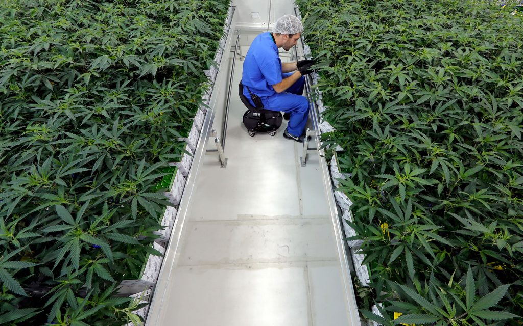 louisiana medical marijuana, cannabis in louisiana