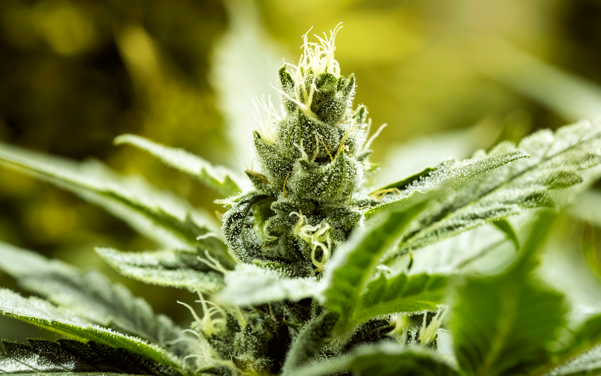 bud flower