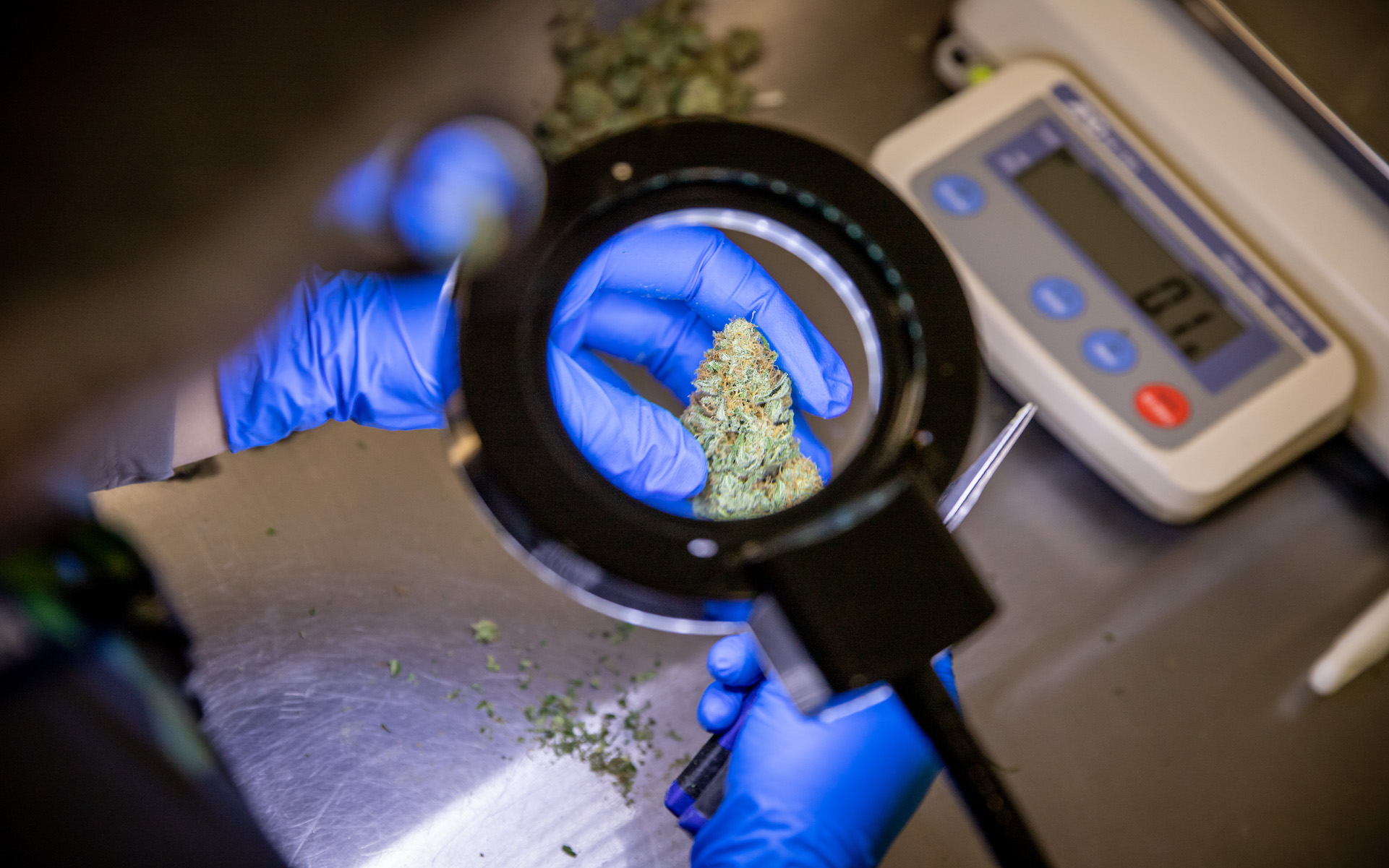 leafly premium cannabis microscope
