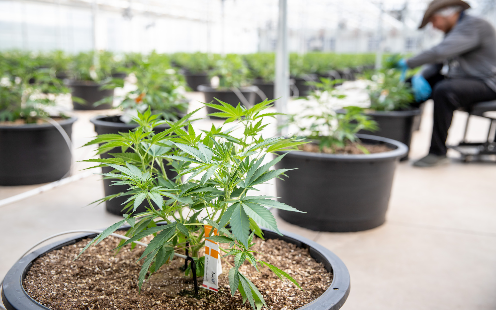 RedeCan Grow Facility Niagara