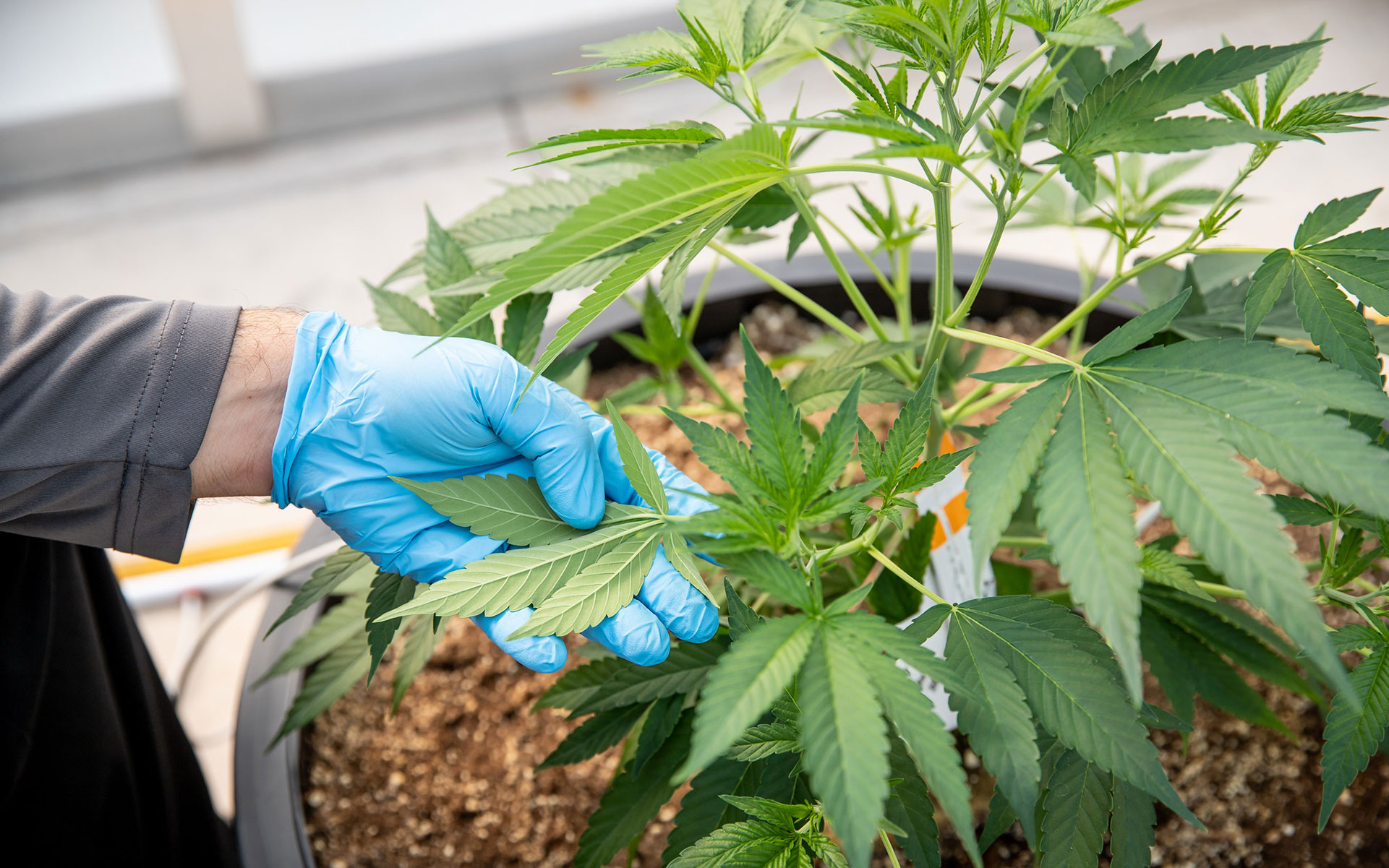 cannabis hand glove