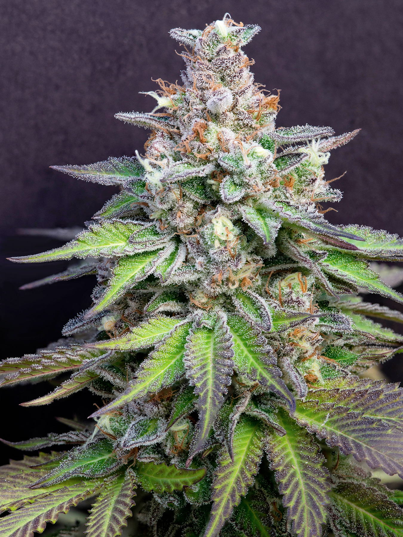 Leafly's favorite flower, leafly faves, Do Si Lato strain, cannabis flower, marijuana