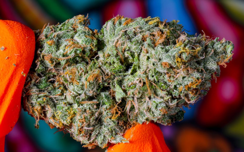 Leafly's favorite flower, leafly faves, ziablo, best flower