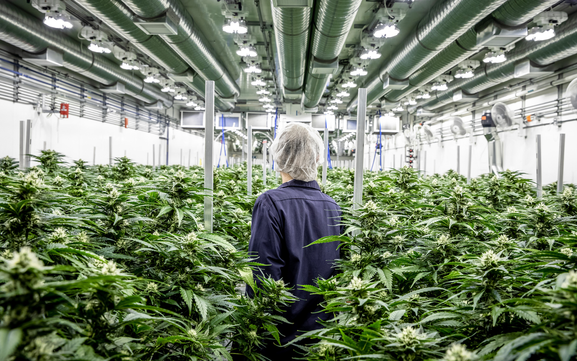Top Leaf Master Grower in cannabis growing facility alberta