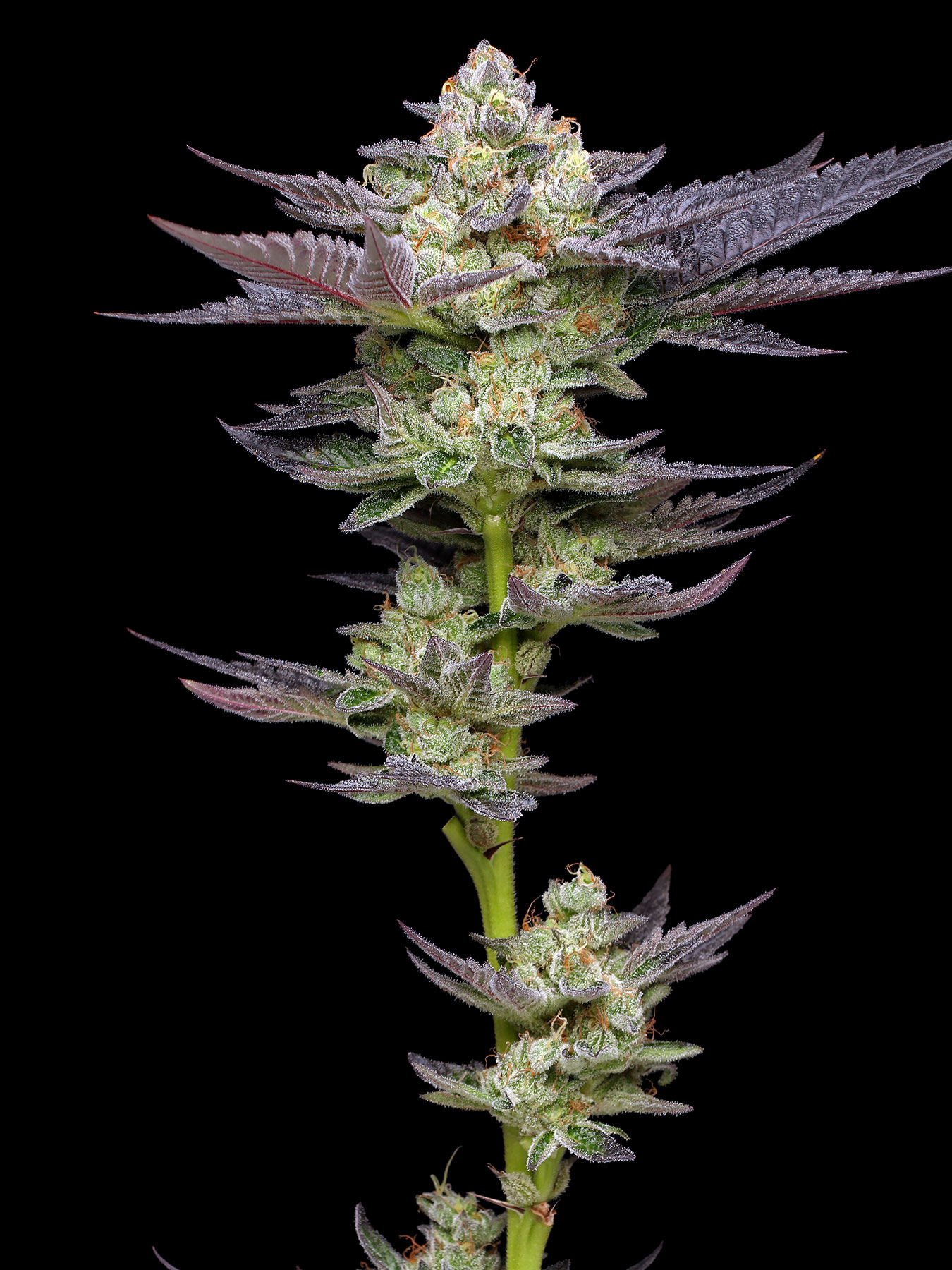 Hints of gas, nuts, salty caramel, and cream merge in the trending cultivar Caramel Cream. (Courtesy of Humboldt Seed Co)